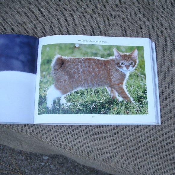 Ultimate Guide to Cat Breeds by Louisa Somerville - Picture 9 of 16